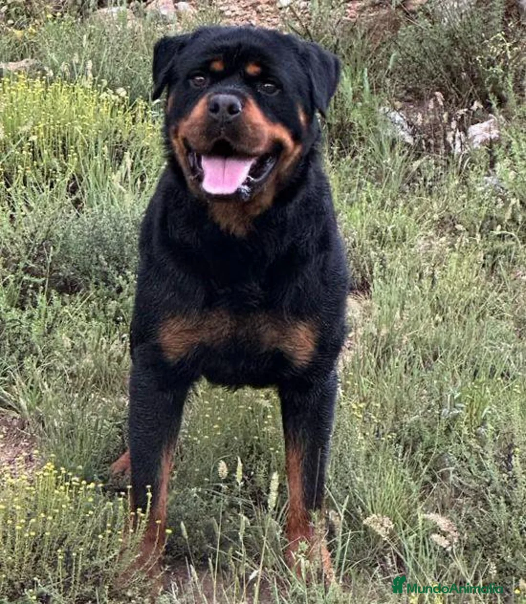 Rottweiler perros en venta: Rottweiler  - Anuncio 6