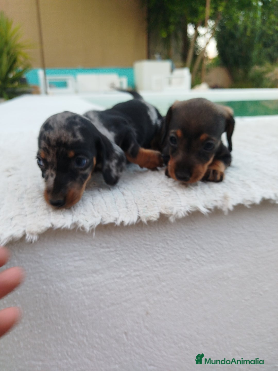 Teckel Miniatura perros en venta: Teckels miniatura  - Anuncio 3