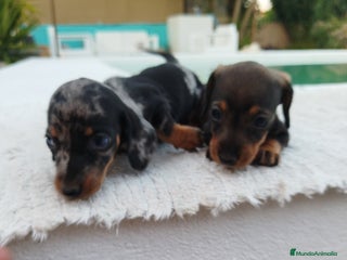 Teckel Miniatura perros Teckels miniatura - Anuncio 4