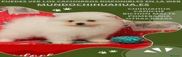 Pomerania perros en venta: PRECIOSO CACHORITO DE POMERANIA TOY    - Anuncio 12