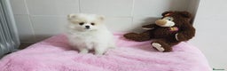 Pomerania perros en venta: Maravillas de Lulú de Pomerania  en Barcelona - Anuncio 2