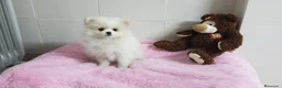 Pomerania perros en venta: Maravillas de Lulú de Pomerania  en Barcelona - Anuncio 2
