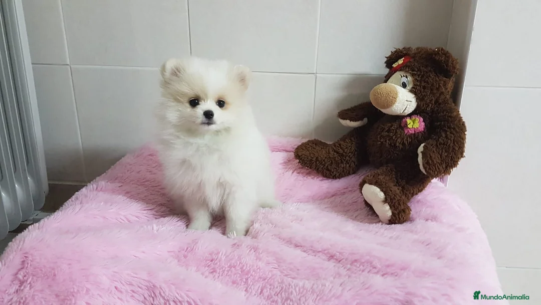 Pomerania perros en venta: Maravillas de Lulú de Pomerania  en Barcelona - Anuncio 2