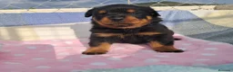 Rottweiler perros en venta: Bebés Rottweiler  - Anuncio 4