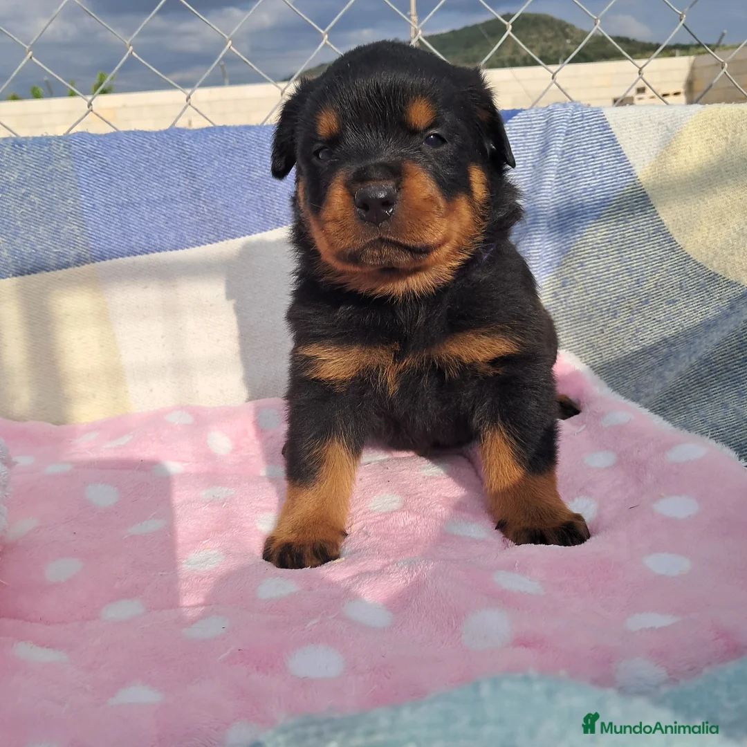 Rottweiler perros en venta: Bebés Rottweiler  - Anuncio 4