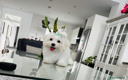 Bichón Maltés perros en venta: Cachorrito de bichon maltés macho - Imagen 7