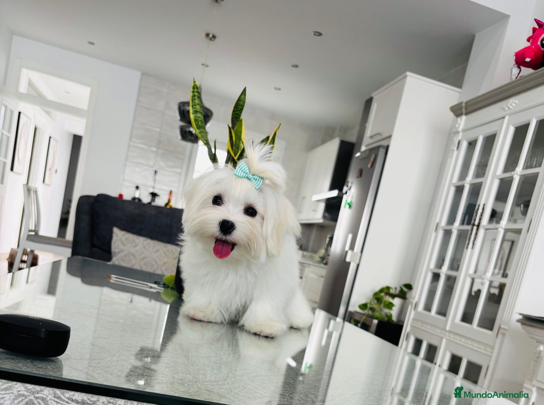 Bichón Maltés perros en venta: Cachorrito de bichon maltés macho - Imagen 7