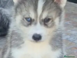 Husky Siberiano perros Espectaculares husky machos disponibles - Anuncio 1