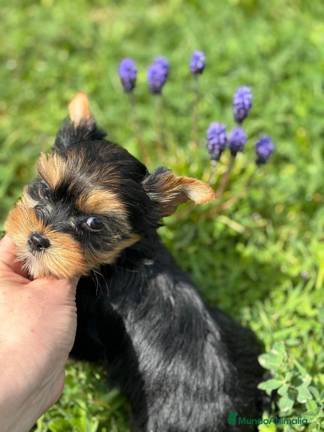 Yorkshire Terrier perros en venta: Yorkshire macho disponible  - Imagen 4
