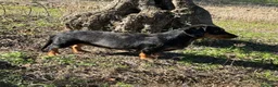 Teckel perros en venta: Teckel - Anuncio 3