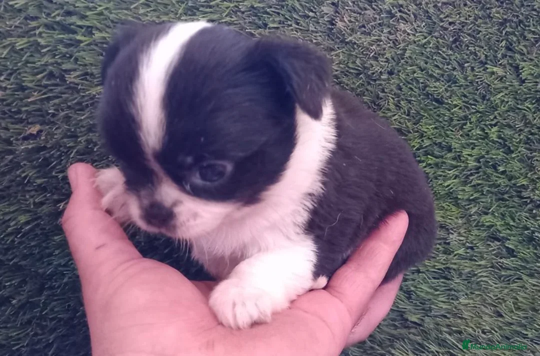 Chihuahua perros en venta: Chihuhua hembra  - Anuncio 2