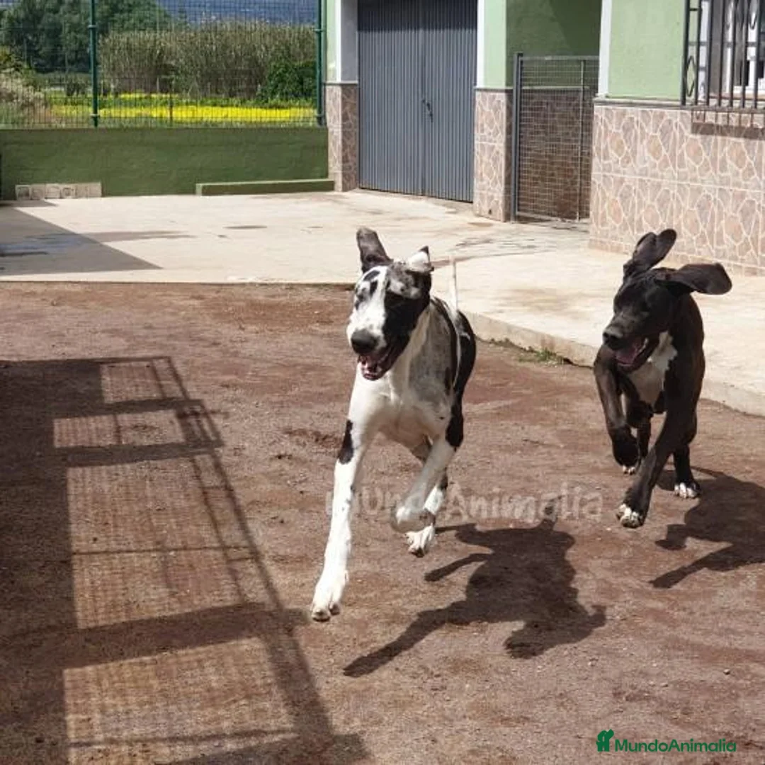 Imagen de galería {{count}}