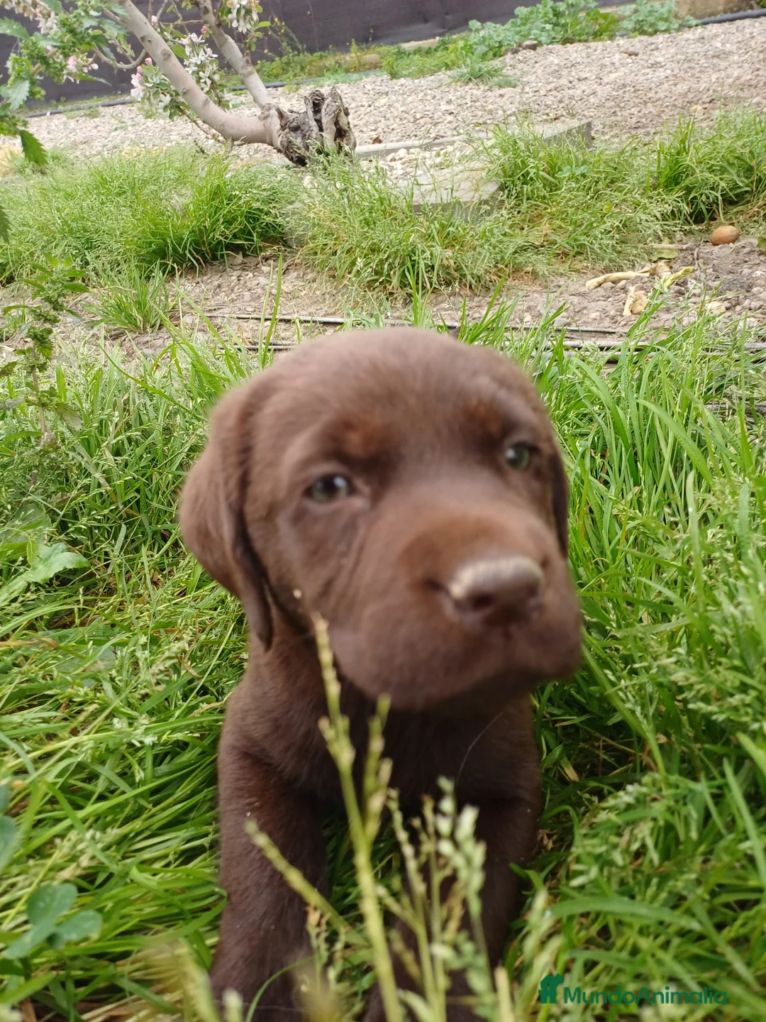 Labrador Retriever perros en venta: Espectaculares cachorros de labrador chocolate  en Sevilla - Anuncio 3