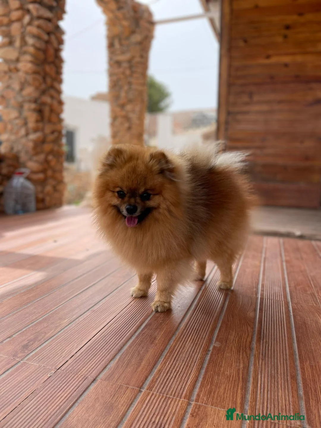 Pomerania perros en venta: Pomerania - Anuncio 3