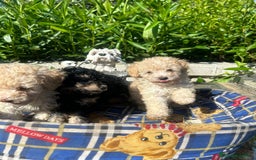 Caniche Toy perros en venta: Caniches toys calidad y selección  - Imagen 5