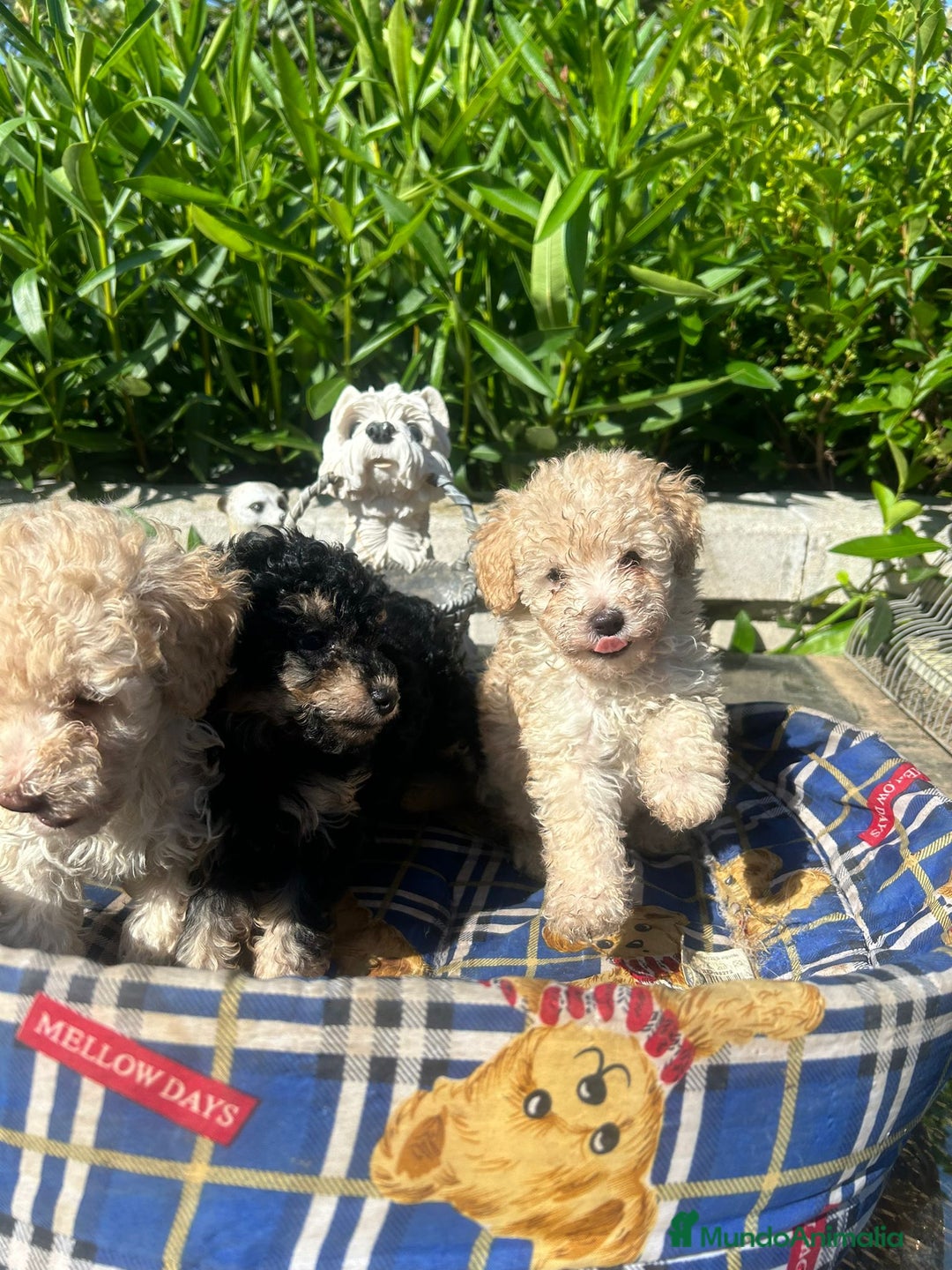 Caniche Toy perros en venta: Caniches toys calidad y selección  - Imagen 5