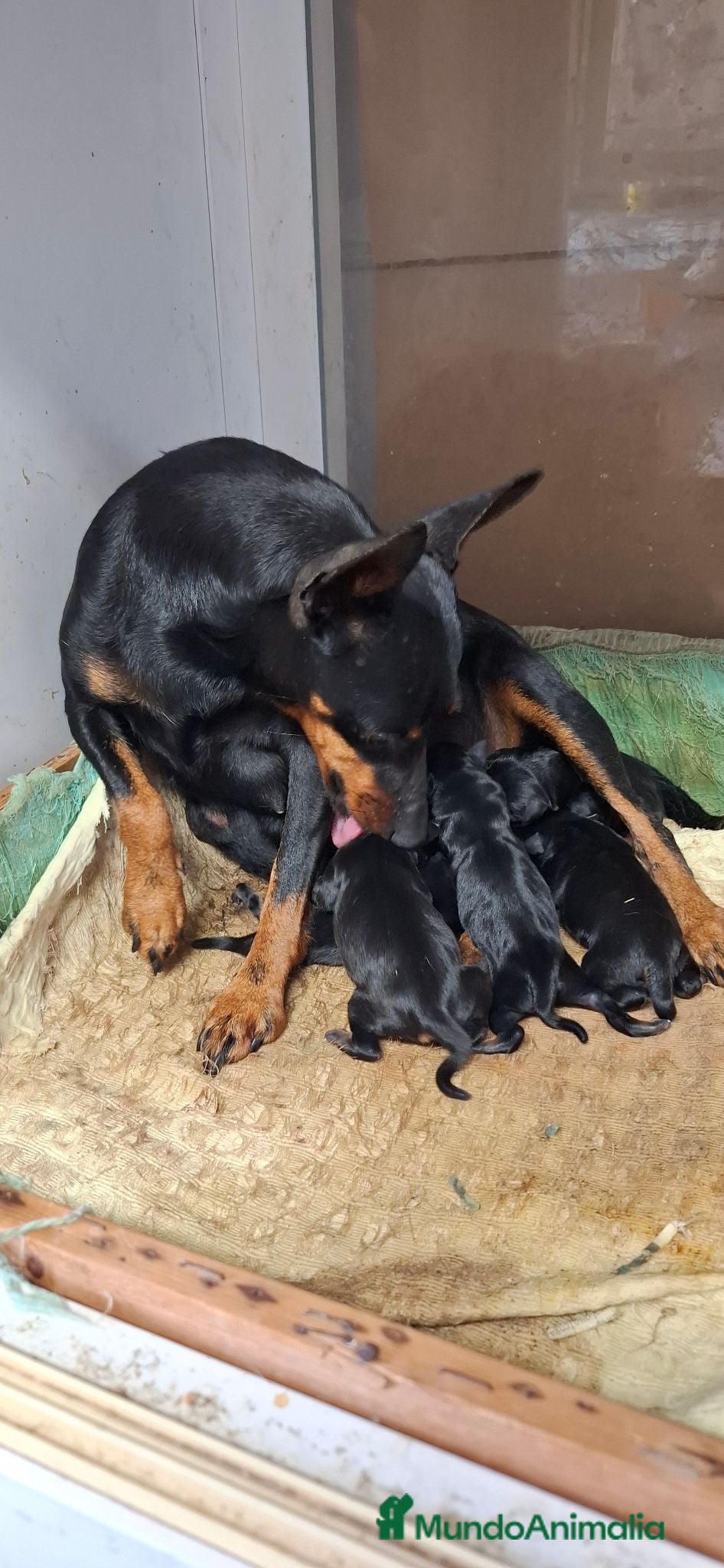 Pinscher Miniatura perros Mini pincher - Anuncio 1