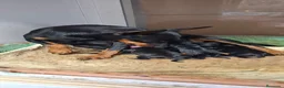 Pinscher Miniatura perros en venta: Mini pincher - Anuncio 1