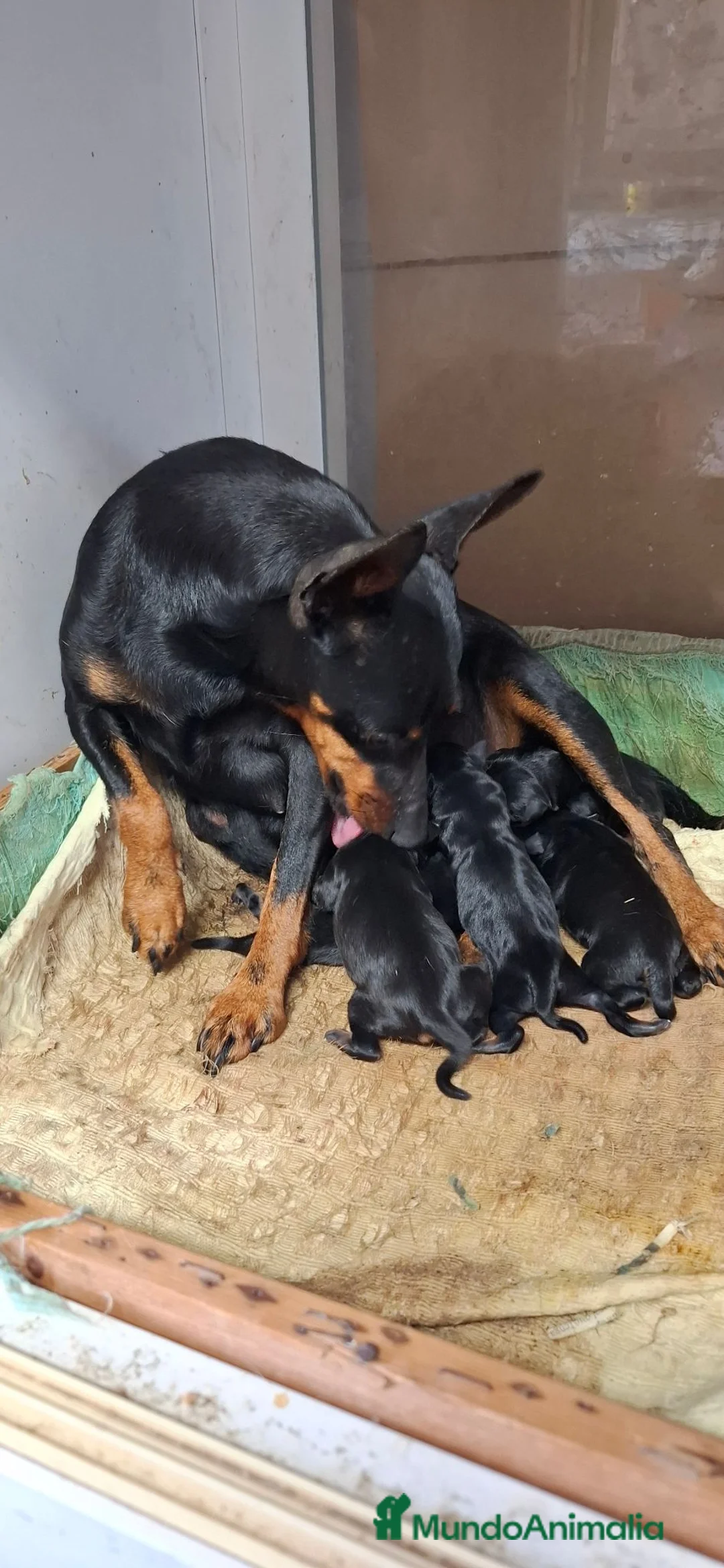 Pinscher Miniatura perros en venta: Mini pincher - Anuncio 1