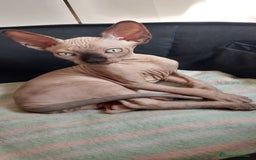 Sphynx gatos en venta: Precioso machito ojos claros  - Imagen 1