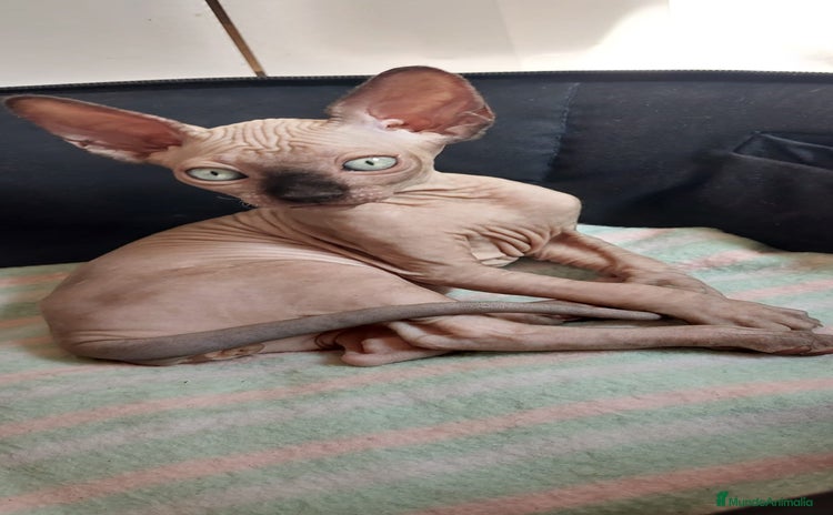 Sphynx gatos - Propaganda 1
