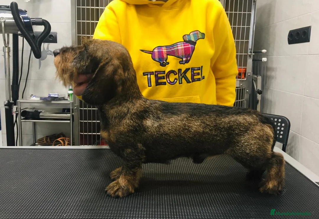 Imagen de galería {{count}}