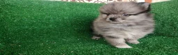 Pomerania perros en venta: pomerania - Anuncio 16