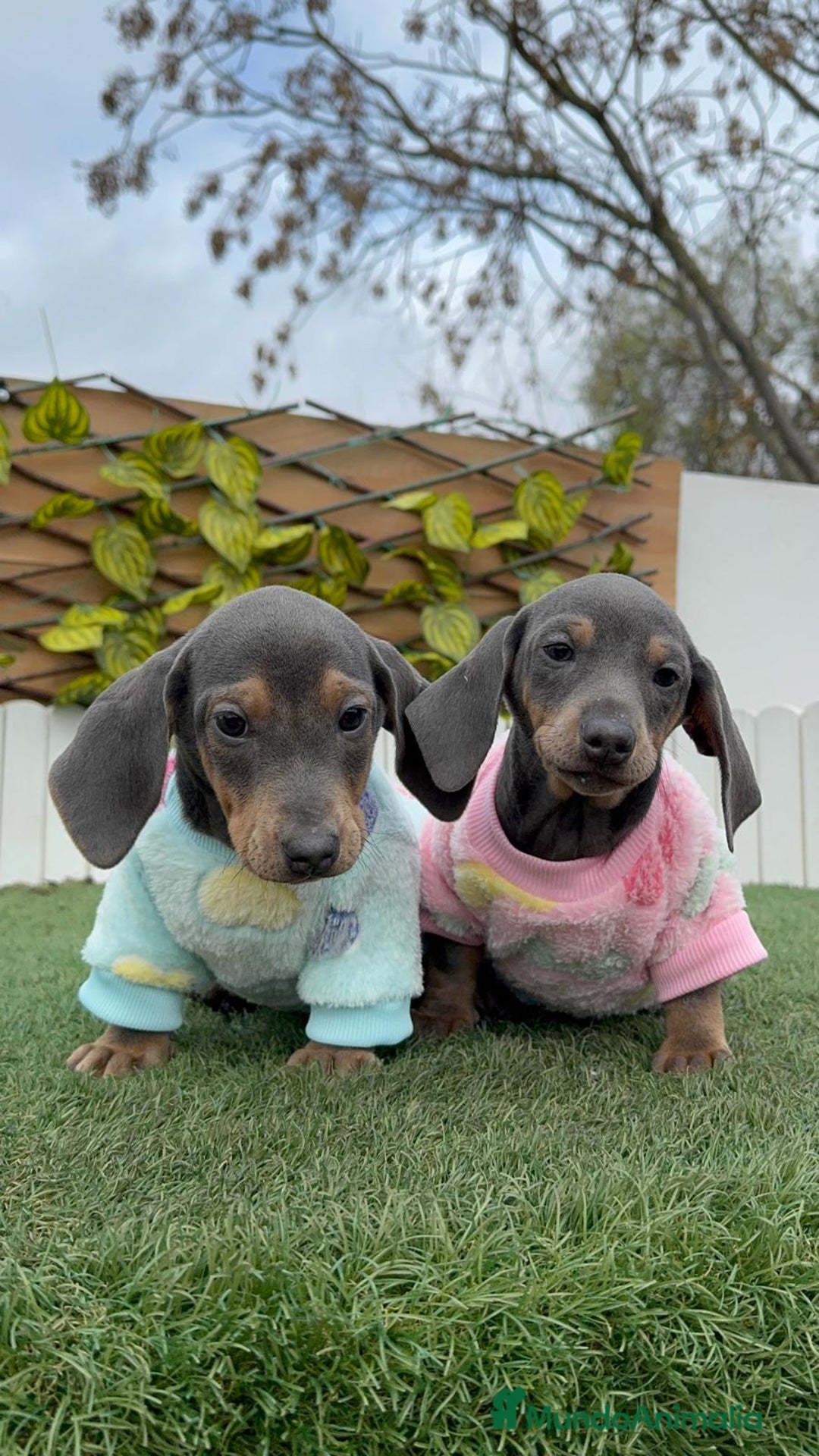 Teckel Miniatura perros en venta: TECKEL MINIATURA BLUE - Anuncio 11