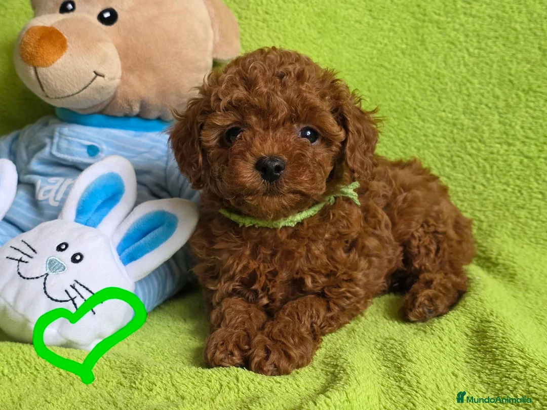 Caniche Toy perros en venta: caniche toy asiático  - Anuncio 1