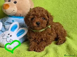 Caniche Toy perros caniche toy asiático - Anuncio 1