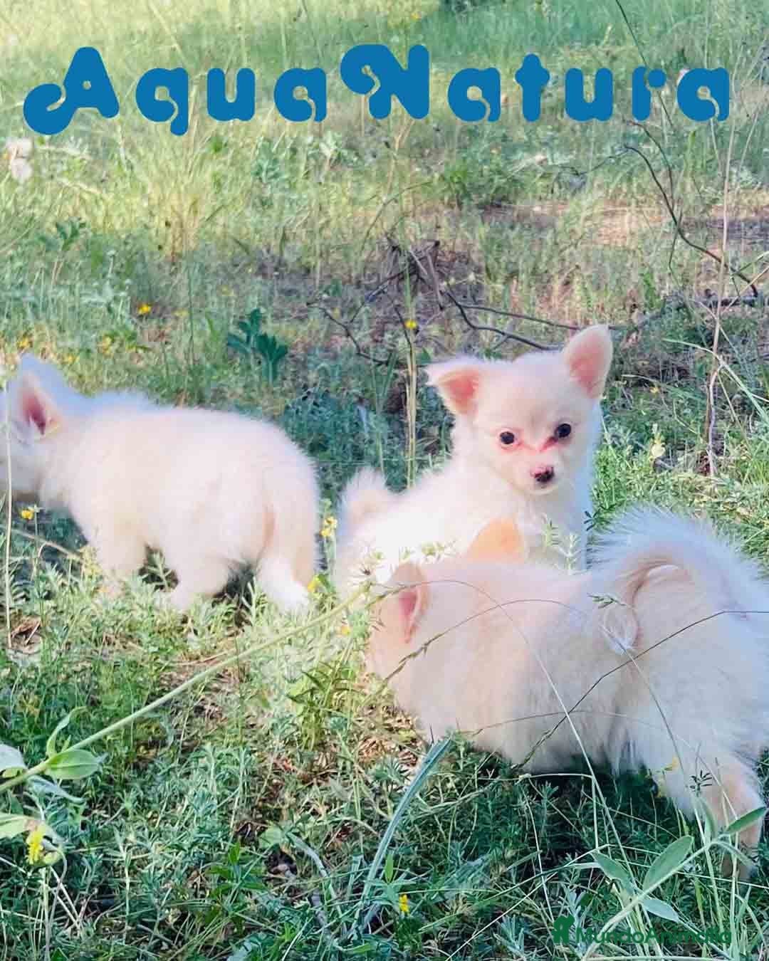 Chihuahua perros en venta: Camada Pomchi de Japi y Manchitas AQUANATURA - Imagen 3