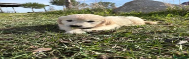 Golden Retriever Cachorro 2