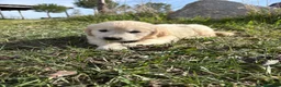 Golden Retriever perros en venta: Golden Retriever  - Anuncio 9