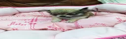 Chihuahua perros en venta: CHIHUAHUA TOY - Anuncio 1