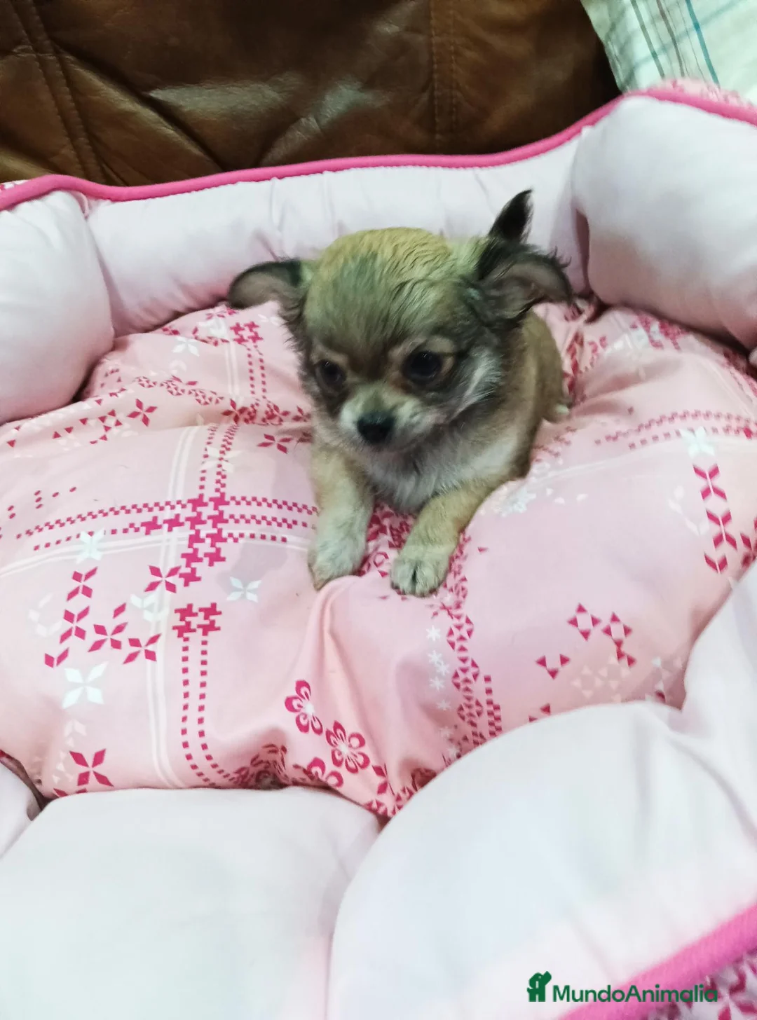 Chihuahua perros en venta: CHIHUAHUA TOY - Anuncio 1