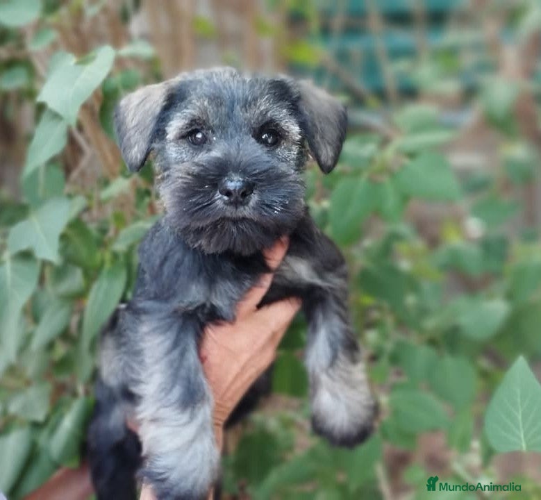 Schnauzer Miniatura perros Cadells de SCHNAUZER MINI SAL I PEBRE,  - Anuncio 2