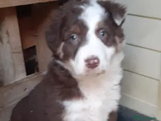 Border Collie perros Boder Collie Parla - Anuncio 18