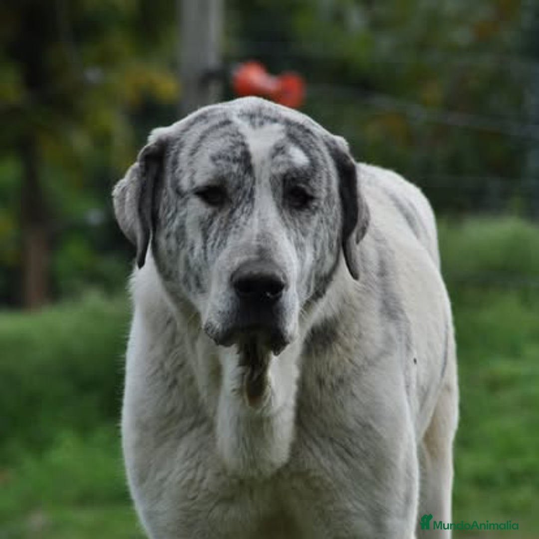 Mastín Español perros en venta: Mastin Español autóctono ganadero - Anuncio 2