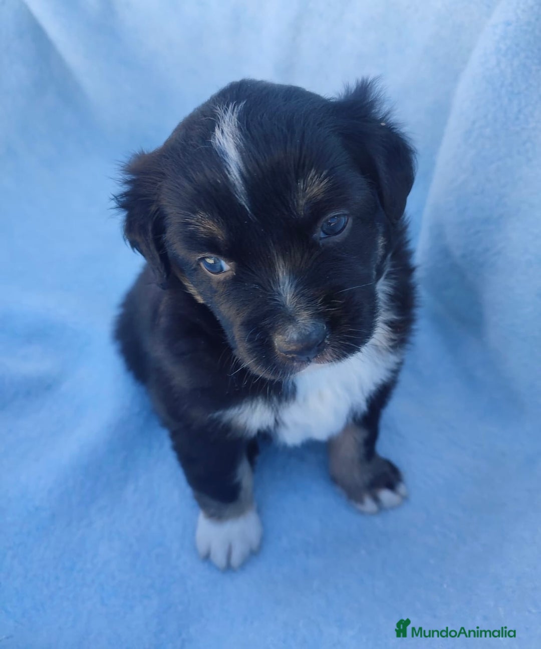 Pastor Miniatura Americano perros en venta: Pastor Americano  - Anuncio 7