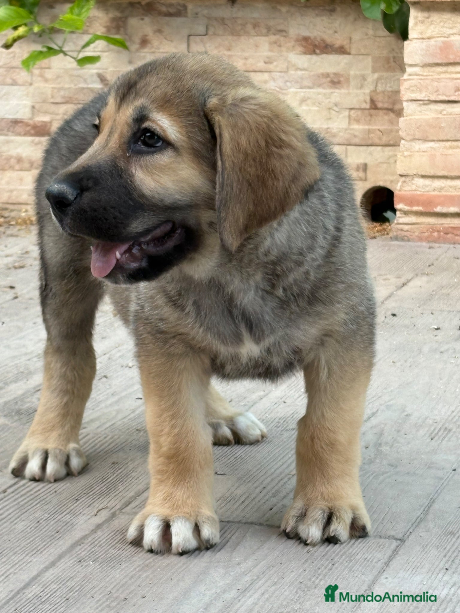 Pastor de Asia Central perros Alabai  - Anuncio 1