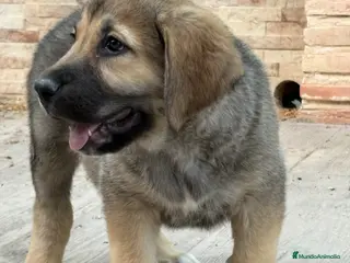 Pastor de Asia Central perros Alabai - Anuncio 1