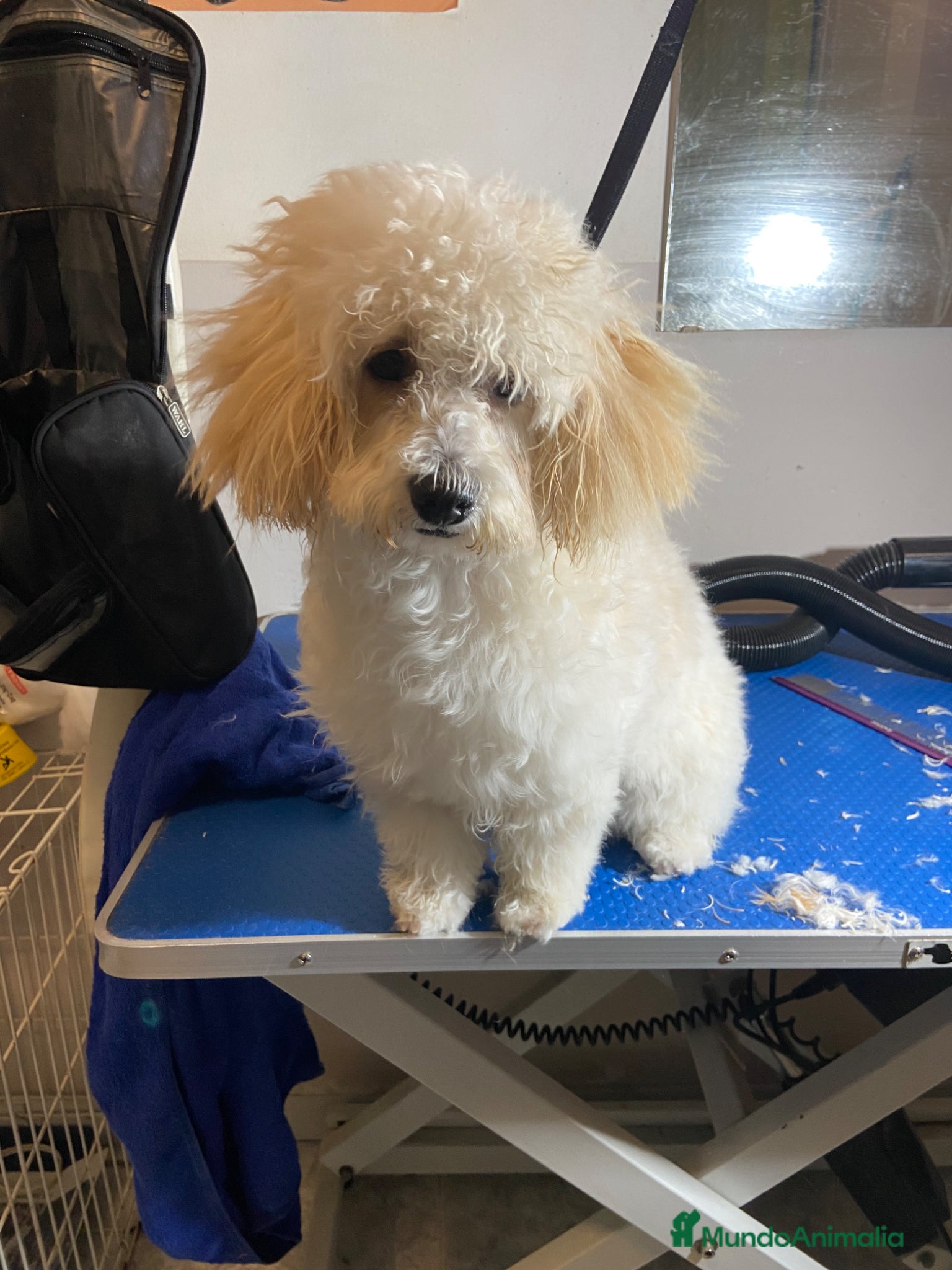 Maltipoo perros Camarada de Maltipoo - Anuncio 1