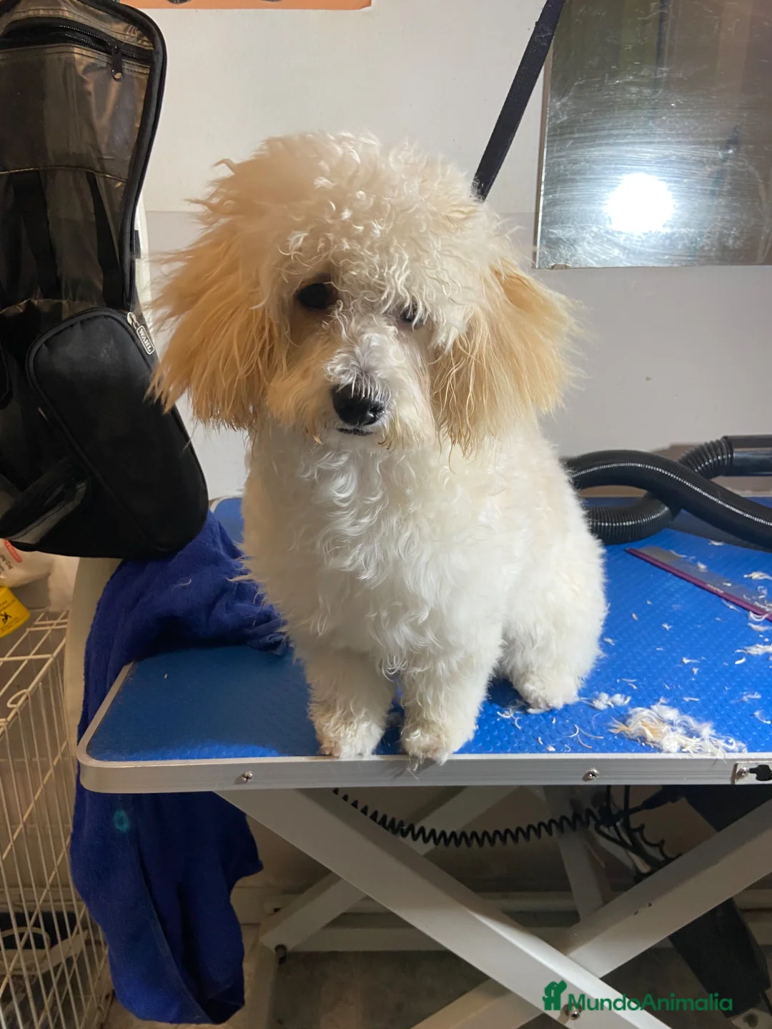 Maltipoo perros en venta: Camarada de Maltipoo - Anuncio 1