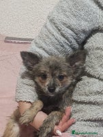 Pomchi perros Pomchi - Anuncio 15