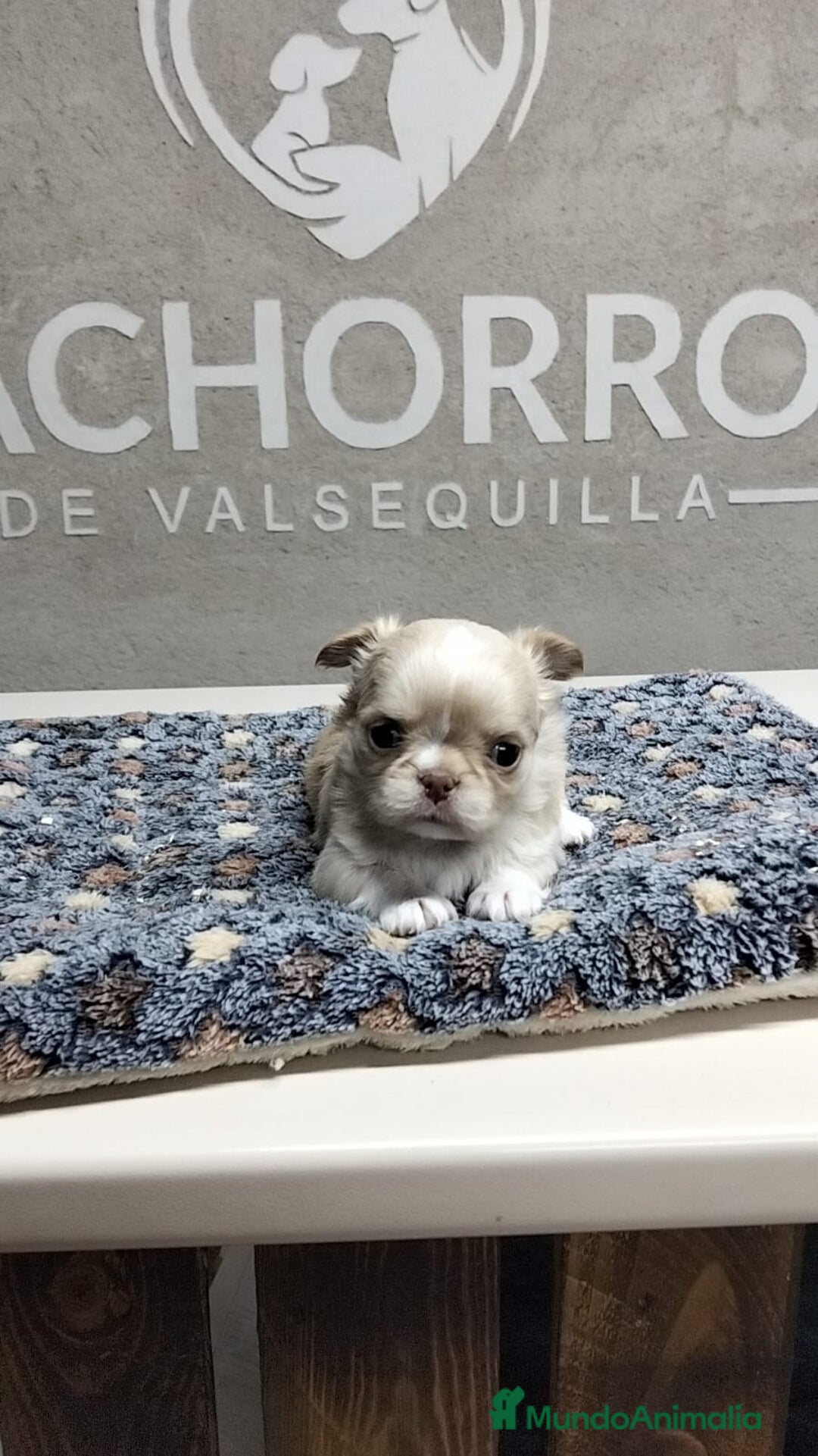 Chihuahua perros en venta: Chihuhua pelo largo  - Anuncio 3