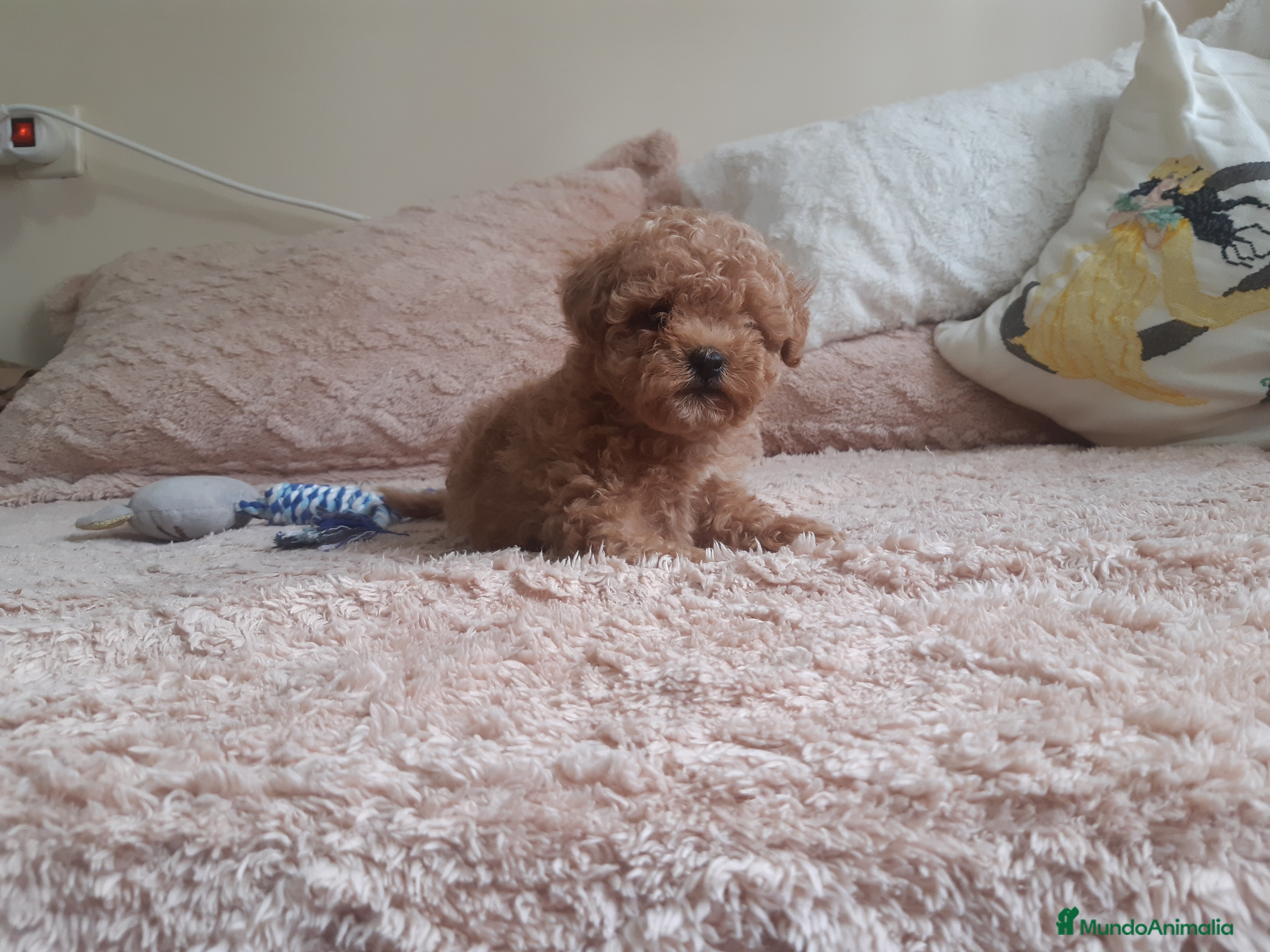 Caniche Toy perros PRECIOSOS CANICHE  ROJO LINEA TOY - Anuncio 1