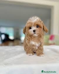Maltipoo perros Malipoo - Anuncio 1