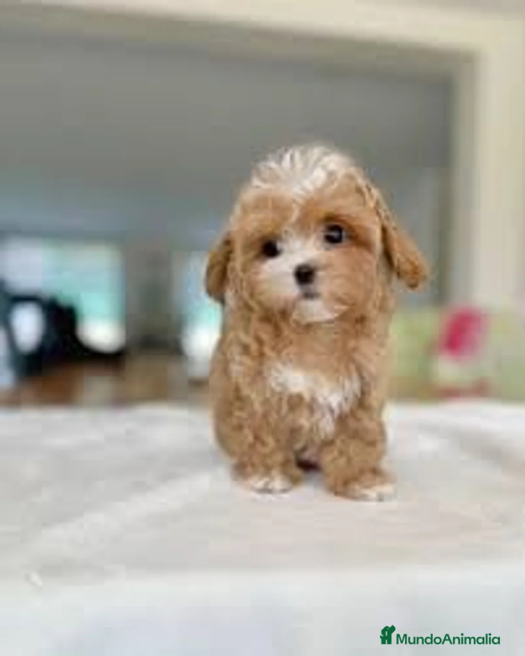 Maltipoo perros en venta: Malipoo - Anuncio 2
