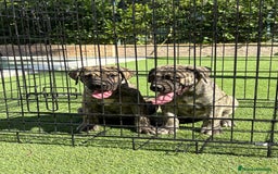 Dogo Canario perros en venta: Cachorros presa canario para guarda - Imagen 11
