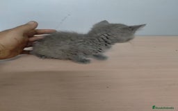 Británico de Pelo Corto gatos en venta: Gatitos British  - Imagen 2